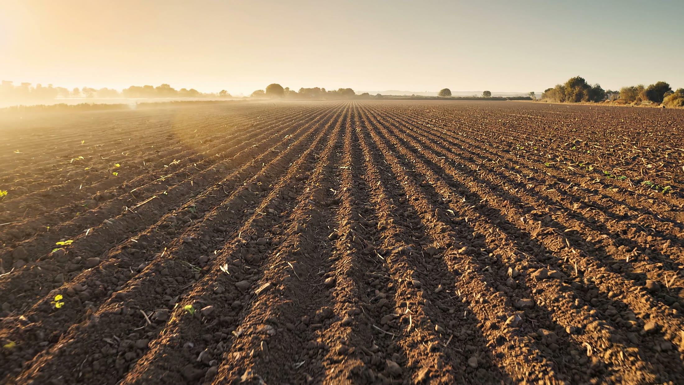 Campo de cultivo al amanecer en la ribera del Júcar