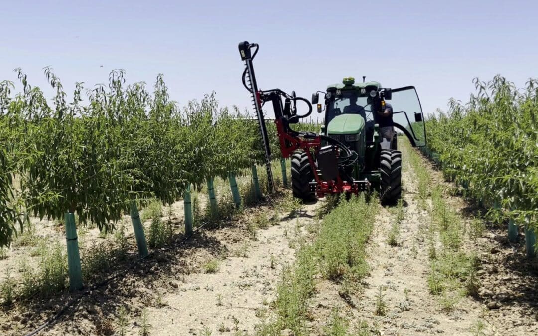 La Poda Aragonesa: la técnica que ahorra tiempo y dinero a los almendros